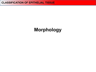 Morphology
CLASSIFICATION OF EPITHELIAL TISSUE
 