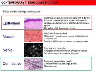 Epithelium
Muscle
Nerve
Connective
Based on morphology and function:
Myofibrils  contraction
Mesoderm – skeletal muscle, myocard, mesenchyme
– smooth muscles
Rarely ectoderm (eg. m. sphincter a m. dilatator pupillae)
Neurons and neuroglia
Reception and transmission of electric signals
Ectoderm, rarely mesoderm (microglia)
Dominant extracellular matrix
Connective tissue, cartilage, bone…
Mesenchyme
Continual, avascular layers of cells with different
function, oriented to open space, with specific
junctions and minimum of ECM and intercellular
space.
Derivates of all three germ layers
CONTEMPORARY TISSUE CLASSIFICATION
 