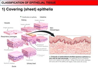 Vessels
Kidney
Intestine
Respiratory passages
Skin
Oesophagus
Ducts
Urinary tract
1) Covering (sheet) epithelia
CLASSIFICATION OF EPITHELIAL TISSUE
 