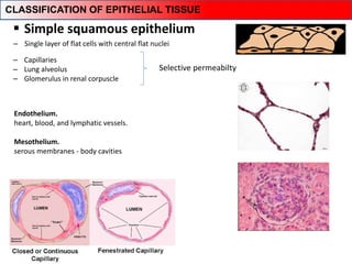 Endothelium.
heart, blood, and lymphatic vessels.
Mesothelium.
serous membranes - body cavities
 Simple squamous epithelium
‒ Capillaries
‒ Lung alveolus
‒ Glomerulus in renal corpuscle
Selective permeabilty
‒ Single layer of flat cells with central flat nuclei
CLASSIFICATION OF EPITHELIAL TISSUE
 