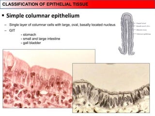  Simple columnar epithelium
‒ GIT
- stomach
- small and large intestine
- gall bladder
Resorption / Secretion
‒ Single layer of columnar cells with large, oval, basally located nucleus
CLASSIFICATION OF EPITHELIAL TISSUE
 