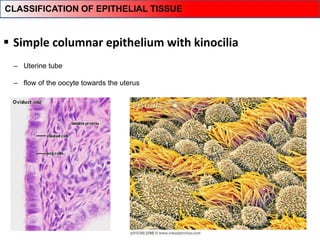  Simple columnar epithelium with kinocilia
‒ Uterine tube
‒ flow of the oocyte towards the uterus
CLASSIFICATION OF EPITHELIAL TISSUE
 