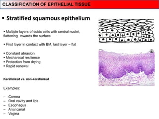  Stratified squamous epithelium
Keratinized vs. non-keratinized
 Constant abrasion
 Mechanical resilience
 Protection from drying
 Rapid renewal
Examples:
‒ Cornea
‒ Oral cavity and lips
‒ Esophagus
‒ Anal canal
‒ Vagina
 Multiple layers of cubic cells with central nuclei,
flattening towards the surface
 First layer in contact with BM, last layer – flat
CLASSIFICATION OF EPITHELIAL TISSUE
 