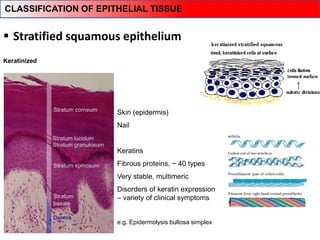  Stratified squamous epithelium
Keratinized
Skin (epidermis)
Nail
Keratins
Fibrous proteins, ~ 40 types
Very stable, multimeric
Disorders of keratin expression
– variety of clinical symptoms
e.g. Epidermolysis bullosa simplex
CLASSIFICATION OF EPITHELIAL TISSUE
 