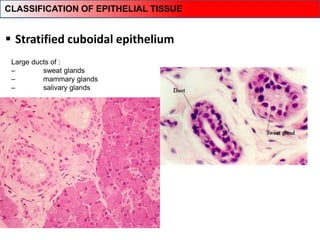 Stratified cuboidal epithelium
Large ducts of :
‒ sweat glands
‒ mammary glands
‒ salivary glands
CLASSIFICATION OF EPITHELIAL TISSUE
 