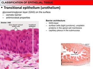  Transitional epithelium (urothelium)
glycosaminoglycan layer (GAG) on the surface
‒ osmotic barrier
‒ antimicrobial properties
Barrier architecture:
‒ GAG-layer
‒ surface cells (tight junctions), uroplakin
proteins in the apical cell membrane
‒ capillary plexus in the submucosa
CLASSIFICATION OF EPITHELIAL TISSUE
 