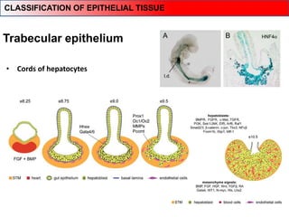 • Cords of hepatocytes
Trabecular epithelium
CLASSIFICATION OF EPITHELIAL TISSUE
 