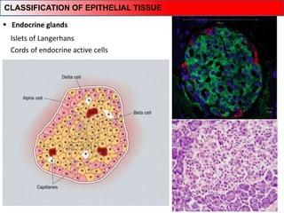 Islets of Langerhans
Cords of endocrine active cells
 Endocrine glands
CLASSIFICATION OF EPITHELIAL TISSUE
 