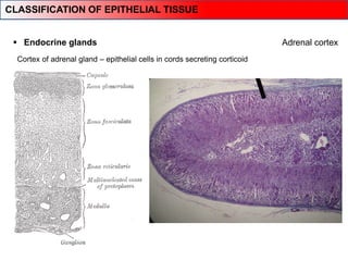 Adrenal cortex
Cortex of adrenal gland – epithelial cells in cords secreting corticoid
 Endocrine glands
CLASSIFICATION OF EPITHELIAL TISSUE
 
