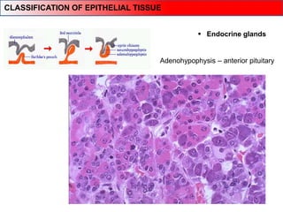 Adenohypophysis – anterior pituitary
 Endocrine glands
CLASSIFICATION OF EPITHELIAL TISSUE
 