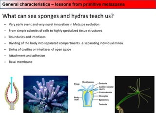 ‒ Very early event and very novel innovation in Metazoa evolution
‒ From simple colonies of cells to highly specialized tissue structures
‒ Boundaries and interfaces
‒ Dividing of the body into separated compartments → separating individual milieu
‒ Lining of cavities or interfaces of open space
‒ Attachment and adhesion
‒ Basal membrane
What can sea sponges and hydras teach us?
General characteristics – lessons from primitive metazoans
 