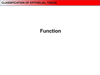 Function
CLASSIFICATION OF EPITHELIAL TISSUE
 