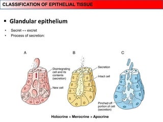 Glandular epithelium
• Secret ↔ excret
• Process of secretion:
Holocrine  Merocrine  Apocrine
CLASSIFICATION OF EPITHELIAL TISSUE
 