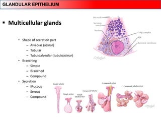  Multicellular glands
• Shape of secretion part
– Alveolar (acinar)
– Tubular
– Tubuloalveolar (tubuloacinar)
• Branching
– Simple
– Branched
– Compound
• Secretion
– Mucous
– Serous
– Compound
GLANDULAR EPITHELIUM
 