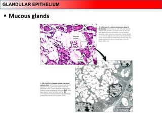  Mucous glands
GLANDULAR EPITHELIUM
 