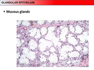  Mucous glands
GLANDULAR EPITHELIUM
 