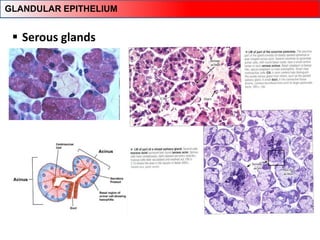 Serous glands
GLANDULAR EPITHELIUM
 