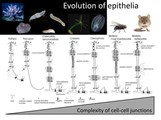 Evolution of epithelia
Complexity of cell-cell junctions
 