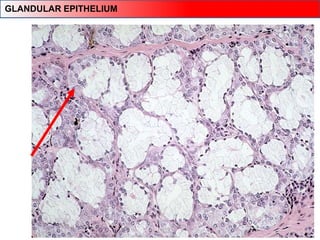 GLANDULAR EPITHELIUM
 