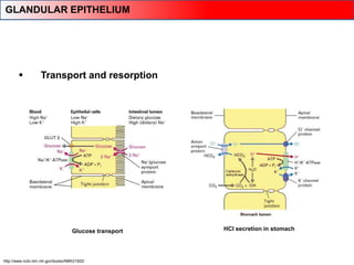  Transport and resorption
Glucose transport HCl secretion in stomach
http://www.ncbi.nlm.nih.gov/books/NBK21502/
GLANDULAR EPITHELIUM
 