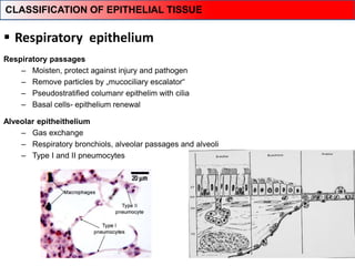  Respiratory epithelium
Respiratory passages
– Moisten, protect against injury and pathogen
– Remove particles by „mucociliary escalator“
– Pseudostratified columanr epithelim with cilia
– Basal cells- epithelium renewal
Alveolar epitheithelium
– Gas exchange
– Respiratory bronchiols, alveolar passages and alveoli
– Type I and II pneumocytes
CLASSIFICATION OF EPITHELIAL TISSUE
 