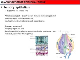  Sensory epithelium
– Supportive and sensory cells
Primary sensory cells – directly convert stimuli to membrane potential
Receptory region, body, axonal process
Nasal epithelium (regio olfactoria nasi), rods and cones
Secondary sensory cells
Receptory region and body
Signal is trasmitted by adjacent neurons terminating on secondary sensory cell
Taste buds, vestibulocochlear appratus
CLASSIFICATION OF EPITHELIAL TISSUE
 
