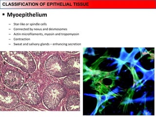  Myoepithelium
– Star-like or spindle cells
– Connected by nexus and desmosomes
– Actin microfilaments, myosin and tropomyosin
– Contraction
– Sweat and salivary glands – enhancing secretion
CLASSIFICATION OF EPITHELIAL TISSUE
 