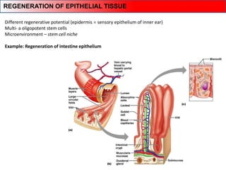 Different regenerative potential (epidermis  sensory epithelium of inner ear)
Multi- a oligopotent stem cells
Microenvironment – stem cell niche
Example: Regeneration of intestine epithelium
REGENERATION OF EPITHELIAL TISSUE
 