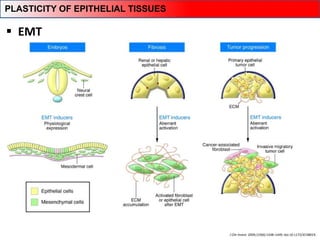 J Clin Invest. 2009;119(6):1438–1449. doi:10.1172/JCI38019.
 EMT
PLASTICITY OF EPITHELIAL TISSUES
 