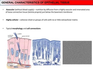 • Typical morphology and cell connections
• Avascular (without blood supply) – nutrition by diffusion from a highly vascular and innervated area
of loose connective tissue (lamina propria) just below the basement membrane
• Highly cellular – cohesive sheet or groups of cells with no or little extracellular matrix
GENERAL CHARACTERISTICS OF EPITHELIAL TISSUE
 