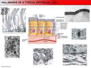 www.webanatomy.net
HALLMARKS OF A TYPICAL EPITHELIAL CELL
 