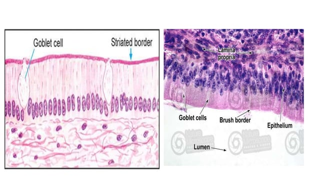epithelial tissue histology ppt.pptx | Biological Sciences | Science