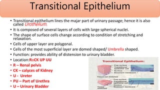 epithelial tissue histology ppt.pptx