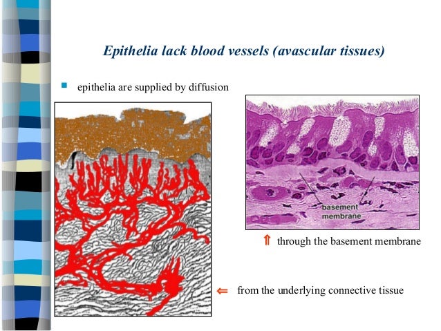 epithelial tissues