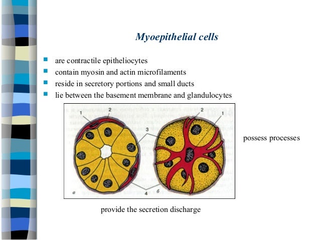 Epithelial tissues