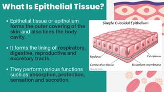 Epithelial Tissues - explain different types of tissues.pdf