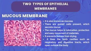 Epithelial Tissues - explain different types of tissues.pdf