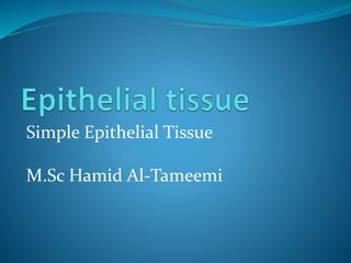 Simple Epithelial Tissue
M.Sc Hamid Al-Tameemi
 