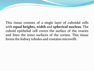 This tissue consists of a single layer of cuboidal cells
with equal heights, width and spherical nucleus. The
cuboid epithelial cell covers the surface of the ovaries
and lines the inner surfaces of the cornea. This tissue
forms the kidney tubules and contains microvilli.
 