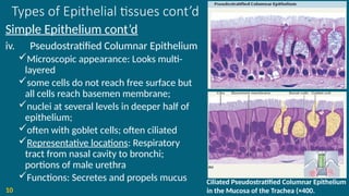 Types of Epithelial tissues cont’d
Simple Epithelium cont’d
iv. Pseudostratified Columnar Epithelium
Microscopic appearance: Looks multi-
layered
some cells do not reach free surface but
all cells reach basemen membrane;
nuclei at several levels in deeper half of
epithelium;
often with goblet cells; often ciliated
Representative locations: Respiratory
tract from nasal cavity to bronchi;
portions of male urethra
Functions: Secretes and propels mucus
10
Ciliated Pseudostratified Columnar Epithelium
in the Mucosa of the Trachea (×400.
 