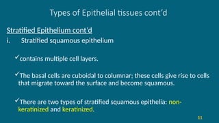 Types of Epithelial tissues cont’d
Stratified Epithelium cont’d
i. Stratified squamous epithelium
contains multiple cell layers.
The basal cells are cuboidal to columnar; these cells give rise to cells
that migrate toward the surface and become squamous.
There are two types of stratified squamous epithelia: non-
keratinized and keratinized.
11
 