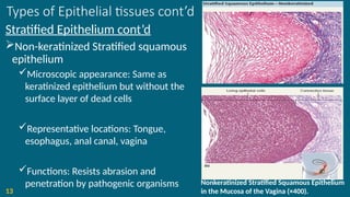 Types of Epithelial tissues cont’d
Stratified Epithelium cont’d
Non-keratinized Stratified squamous
epithelium
Microscopic appearance: Same as
keratinized epithelium but without the
surface layer of dead cells
Representative locations: Tongue,
esophagus, anal canal, vagina
Functions: Resists abrasion and
penetration by pathogenic organisms
13
Nonkeratinized Stratified Squamous Epithelium
in the Mucosa of the Vagina (×400).
 