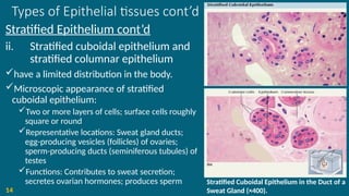 Types of Epithelial tissues cont’d
Stratified Epithelium cont’d
ii. Stratified cuboidal epithelium and
stratified columnar epithelium
have a limited distribution in the body.
Microscopic appearance of stratified
cuboidal epithelium:
Two or more layers of cells; surface cells roughly
square or round
Representative locations: Sweat gland ducts;
egg-producing vesicles (follicles) of ovaries;
sperm-producing ducts (seminiferous tubules) of
testes
Functions: Contributes to sweat secretion;
secretes ovarian hormones; produces sperm
14
Stratified Cuboidal Epithelium in the Duct of a
Sweat Gland (×400).
 