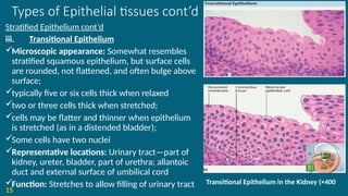 Types of Epithelial tissues cont’d
Stratified Epithelium cont’d
iii. Transitional Epithelium
Microscopic appearance: Somewhat resembles
stratified squamous epithelium, but surface cells
are rounded, not flattened, and often bulge above
surface;
typically five or six cells thick when relaxed
two or three cells thick when stretched;
cells may be flatter and thinner when epithelium
is stretched (as in a distended bladder);
Some cells have two nuclei
Representative locations: Urinary tract—part of
kidney, ureter, bladder, part of urethra; allantoic
duct and external surface of umbilical cord
Function: Stretches to allow filling of urinary tract
15
Transitional Epithelium in the Kidney (×400
 