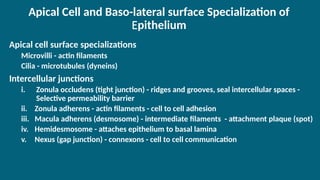 Apical Cell and Baso-lateral surface Specialization of
Epithelium
Apical cell surface specializations
Microvilli - actin filaments
Cilia - microtubules (dyneins)
Intercellular junctions
i. Zonula occludens (tight junction) - ridges and grooves, seal intercellular spaces -
Selective permeability barrier
ii. Zonula adherens - actin filaments - cell to cell adhesion
iii. Macula adherens (desmosome) - intermediate filaments - attachment plaque (spot)
iv. Hemidesmosome - attaches epithelium to basal lamina
v. Nexus (gap junction) - connexons - cell to cell communication
 