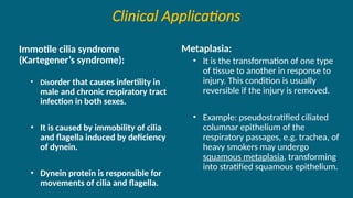 Clinical Applications
Immotile cilia syndrome
(Kartegener’s syndrome):
• Disorder that causes infertility in
male and chronic respiratory tract
infection in both sexes.
• It is caused by immobility of cilia
and flagella induced by deficiency
of dynein.
• Dynein protein is responsible for
movements of cilia and flagella.
Metaplasia:
• It is the transformation of one type
of tissue to another in response to
injury. This condition is usually
reversible if the injury is removed.
• Example: pseudostratified ciliated
columnar epithelium of the
respiratory passages, e.g. trachea, of
heavy smokers may undergo
squamous metaplasia, transforming
into stratified squamous epithelium.
 