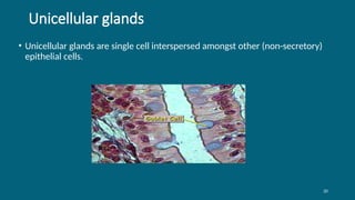 20
Unicellular glands
• Unicellular glands are single cell interspersed amongst other (non-secretory)
epithelial cells.
 