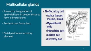 21
Multicellular glands
• Formed by invagination of
epithelial layer in deeper tissue to
form a diverticulum:
• Proximal part forms duct.
• Distal part forms secretory
element.
 