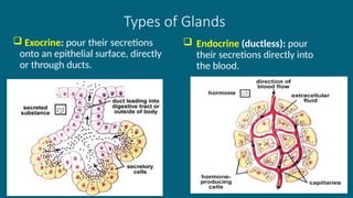 22
Types of Glands
 Exocrine: pour their secretions
onto an epithelial surface, directly
or through ducts.
 Endocrine (ductless): pour
their secretions directly into
the blood.
 