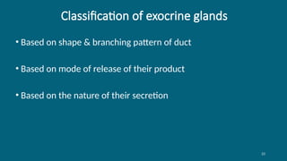 23
Classification of exocrine glands
• Based on shape & branching pattern of duct
• Based on mode of release of their product
• Based on the nature of their secretion
 
